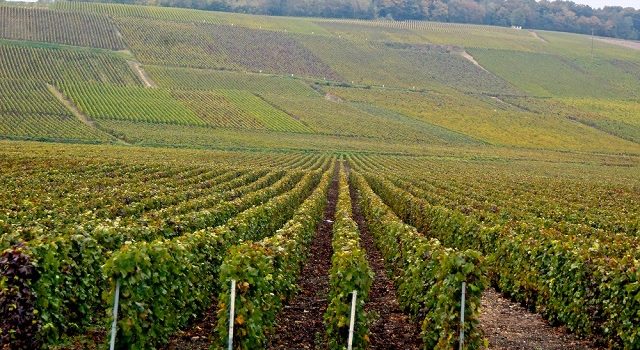 Comment acheter un domaine viticole en Languedoc-Roussillon ?